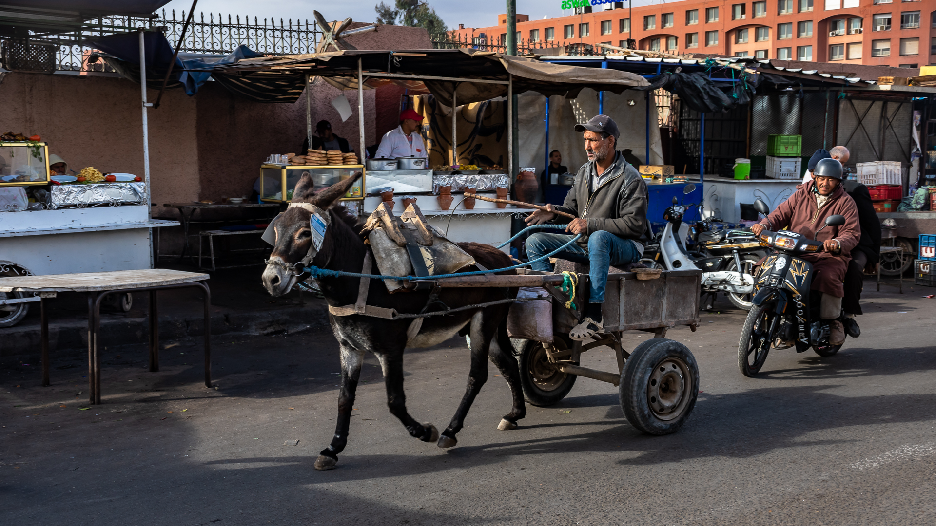 Donkey in Marrakech