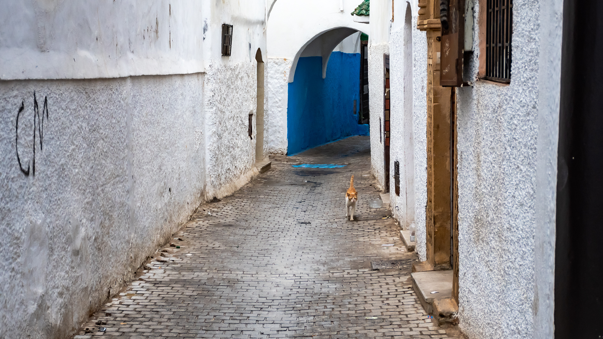Cat in Rabat Medina