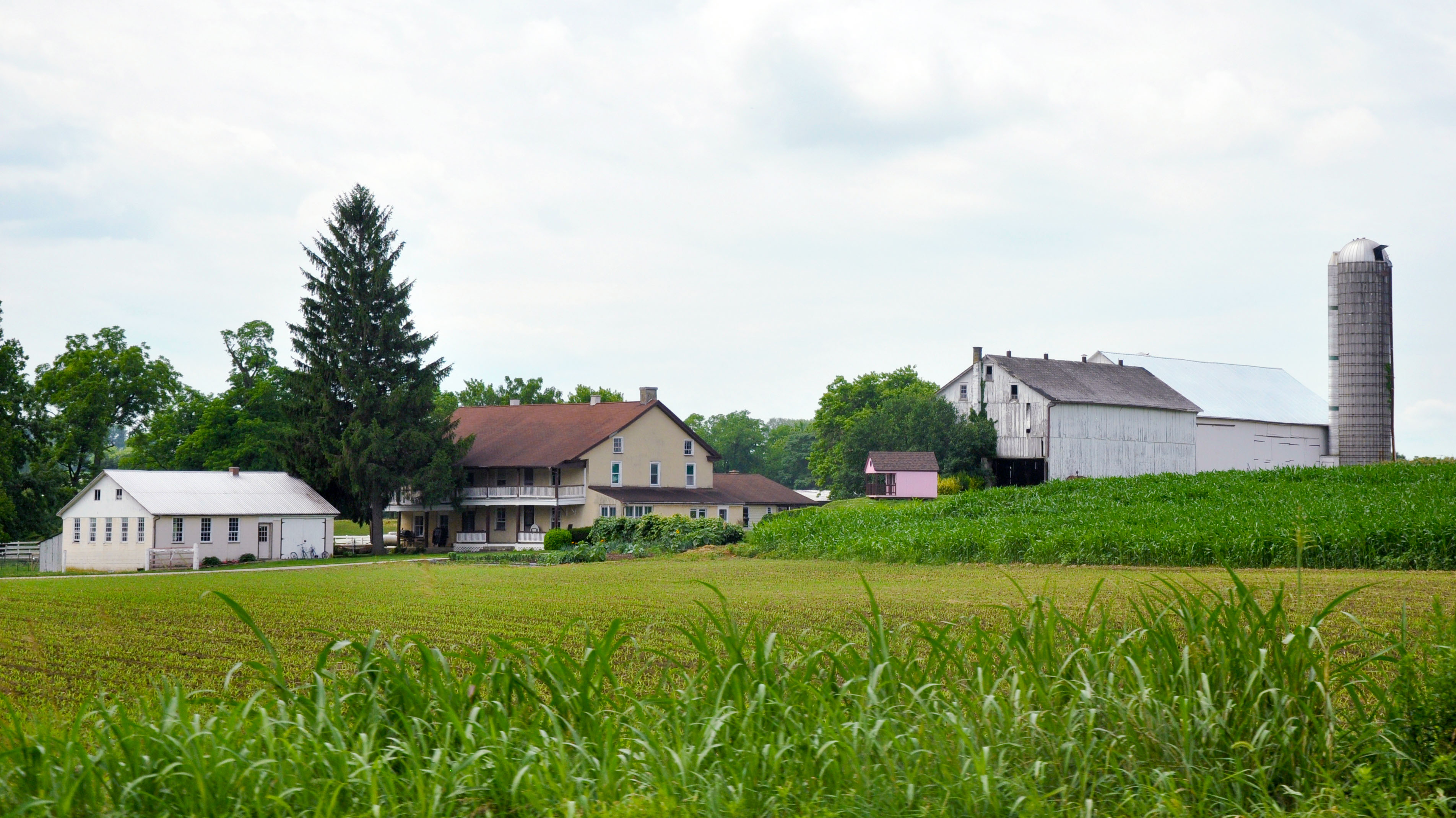A field and Amish house